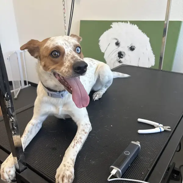 Dog haircut at K9 Rox Club grooming salon